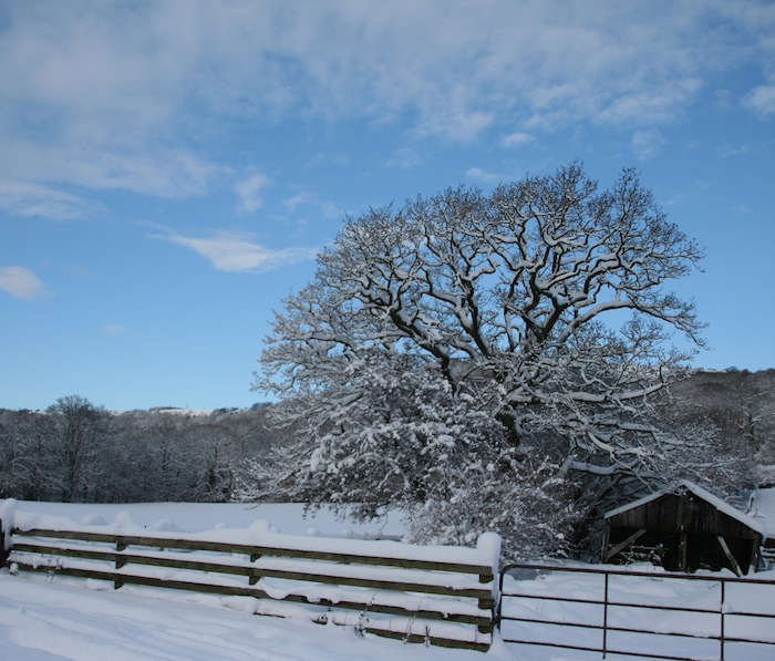 snow scene